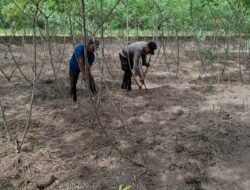 Bhabinkamtibmas Bangko Makmur Dampingi Warga Panen Singkong Dukung Program Asta Cita Presiden