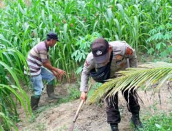Bhabinkamtibmas Bangko Balam Bersama Warga Lakukan Pembersihan Lahan Jagung Program Ketapang
