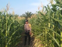 Dukung Ketahanan Pangan,Bhabinkamtibmas Kepenghuluan Bangko Mas Raya Bersama Warga Kroscek Tanaman Jagung