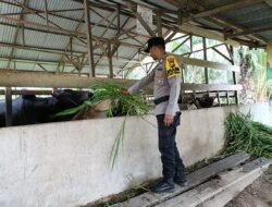Dukung Ketahanan Pangan! Polsek Bangko Pusako Lakukan Pendataan Peternakan Sapi Di Dusun Maju Mukti