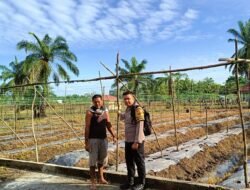 Polisi Cinta Petani, Bhabinkamtibmas Kepenghuluan Bangko Kanan Pantau Pengembangan Sayur