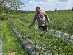 Dukung Program Asta Citra Presiden, Bhabinkamtibmas Kepenghuluan Pematang Ibul Berama Petani Pantau Pertumbuhan Cabe