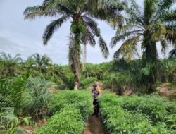 Bhabinkamtibmas Kepenghuluan Pematang Damar Turun Kelahan Warga Tanam Cabe Merah Dukung&nbsp; Ketahanan Pangan Asta Citra Presiden