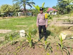 Giat Polisi Cinta Petani: Bhabinkamtibmas Sambang Lahan Jagung di Sungai Manasib, Dukung Asta Citra Presiden