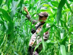 Bhabinkamtibmas Bangko Balam Cek Lahan Jagung Dekati Masa Panen Dukung Asta Citra Presiden Wujudkan Swasembada