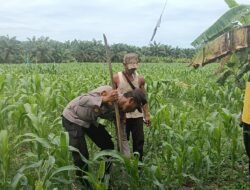 Kapolsek TPTM Turun Langsung Cek & Rawat Tanaman Jagung Usia 55 Hari, Dukung Penuh Program Asta Citra Presiden