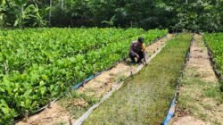 Polisi Cinta Petani: Bhabinkamtibmas Pematang Damar Sambang Lahan Genjer, Dukung Asta Citra Presiden Wujudkan Swasembada Pangan