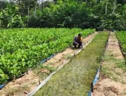 Polisi Cinta Petani: Bhabinkamtibmas Pematang Damar Sambang Lahan Genjer, Dukung Asta Citra Presiden Wujudkan Swasembada Pangan