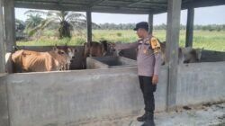 Giat Ketahanan Pangan: Bhabinkamtibmas Bangko Mas Raya Data Potensi Peternakan Sapi Kelompok Tani “Bersama”