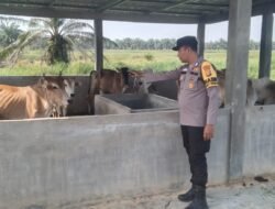 Giat Ketahanan Pangan: Bhabinkamtibmas Bangko Mas Raya Data Potensi Peternakan Sapi Kelompok Tani “Bersama”