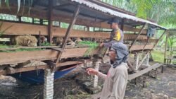 Bhabinkamtibmas Bangko Makmur Sambang Usaha Ternak Domba, Dukung Ketahanan Pangan & Ekonomi Warga