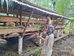 Bhabinkamtibmas Bangko Makmur Sambang Usaha Ternak Domba, Dukung Ketahanan Pangan & Ekonomi Warga