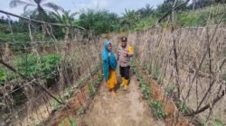 Polisi Cinta Petani: Bhabinkamtibmas Sambang Lahan Timun Sdri. Hartati, Dukung Swasembada Pangan Asta Citra Presiden