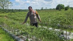 Bhabinkamtibmas Pematang Ibul Pantau Kebun Cabe Besar 1 Hektare, Dukung Ketahanan Pangan Nasional