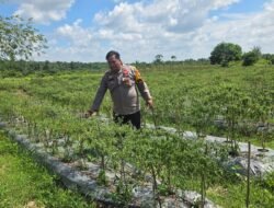 Bhabinkamtibmas Pematang Ibul Pantau Kebun Cabe Besar 1 Hektare, Dukung Ketahanan Pangan Nasional