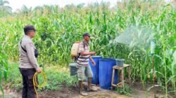 Jaga Pertumbuhan Optimal: Bhabinkamtibmas Bangko Balam Lakukan Perawatan & Penyemprotan Jagung Usia 66 Hari Program Ketapang