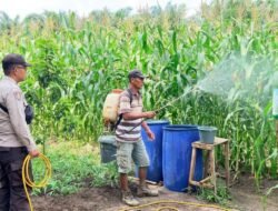 Jaga Pertumbuhan Optimal: Bhabinkamtibmas Bangko Balam Lakukan Perawatan & Penyemprotan Jagung Usia 66 Hari Program Ketapang