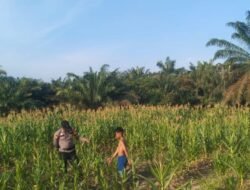 Wujudkan Swasembada Pangan, Bhabinkamtibmas Bangko Mas Raya Pantau Perkembangan Tanaman Jagung Warga