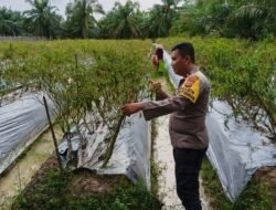 Polisi Cinta Petani: Aipda Mhd. Rifai Dampingi Perawatan Cabai 3 Rantai Milik Warga Bangko Kanan