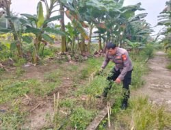 Polisi Cinta Petani: Bhabinkamtibmas Sungai Manasib Sambang Lahan Ubi Milik Warga, Dukung Asta Citra Presiden 