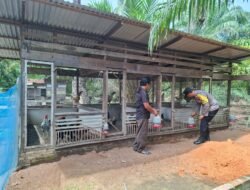 Polisi Cinta Petani: Bhabinkamtibmas AIPTU M Sihombing Sambang Kandang Ayam Petelur, Perkuat Ketahanan Pangan di Bangko Makmur