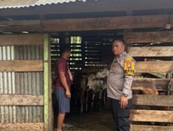 Swasembada Pangan: Polsek Bangko Pusako Catat Potensi Peternakan Lembu di&nbsp; Pematang Ibul
