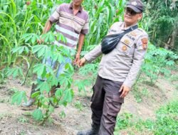 Giat Perawatan Jagung Pipil: Bhabinkamtibmas Kepenghuluan Bangko Balam Pastikan Tanaman Usia 68 Hari Tumbuh Optimal Dukung Asta Citra Presiden