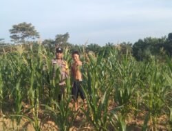 Konsisten Dukung Asta Citra! Polsek Bangko Pusako Pantau Berkelanjutan Perkembangan Jagung Warga