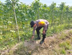 Swasembada Pangan: Lagi dan Lagi, Polsek Bangko Pusako Dampingi Petani Sungai Manasib