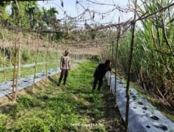 Swasembada Pangan:&nbsp; Polsek Bangko Pusako Dampingi Petani Bangko Mukti Rawat Tanaman