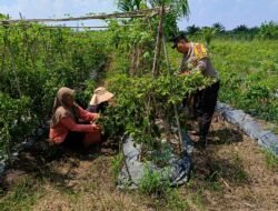 Konsisten Dampingi Petani: Personil&nbsp; Polsek Bangko Pusako Kembali Sambang Lahan Cabe Milik Warga