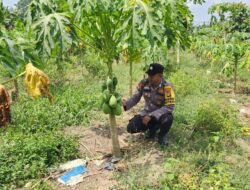 Dukung Asta Citra: Polsek Bangko Pusako Hadir Dekat Petani, Wujudkan Ketahanan Pangan