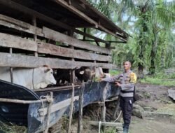 Dukung Ketahanan Pangan: Bhabinkamtibmas  Bangko Makmur Pantau&nbsp; Peternakan Warga, Pastikan Ternak Sehat & Aman