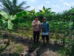 Dukung Asta Citra: Polsek Bangko Pusako Hadir Dekat Petani, Pantau & Dampingi Perawatan Tanaman di Bangko Kanan