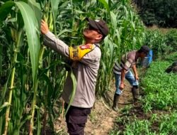 Polsek Bangko Pusako Cek & Rawat Tanaman Jagung Diwilayah Bangko Balam: Dukung Program Ketahanan Pangan “Ketapang” dan Asta Cita Presiden
