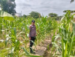POLISI CINTA PETANI: Personil Polsek Bangko Pusako Sambang Lahan Jagung Manis Sungai Manasib, Dukung Asta Cita Presiden