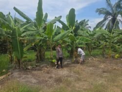 Polisi Cinta Petani: BRIGPOL Stanly Siringoringo Pantau Kebun Pisang Warga Bangko Lestari