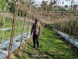 Polisi Cinta Petani: Bhabinkamtibmas Kepenghuluan Bangko Mukti Pantau Kebun Pare Warga