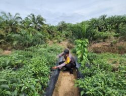 Bhabinkamtibmas Kepenghuluan Pematang Damar Sambang Kebun Cabai Merah Dukung Ketersediaan & Harga Stabil