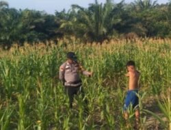 Personil Polsek Bangko Pusako Dampingi Pengembangan Jagung di Bangko Mas Raya, Dukung Swasembada Pangan