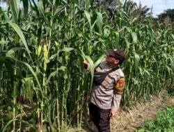 Dukung Asta Cita: AIPDA R Ambarita Cek Perawatan Jagung Pipil Usia Tanam 73 Hari Di Bangko Balam