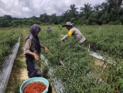 POLISI CINTA PETANI: Personil Polsek Bangko Pusako Bersama Warga Panen Raya Cabai