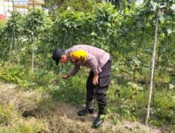 Polisi Cinta Petani: Dukung Asta Citra, Bhabinkamtibmas Di Polsek Bangko Pusako Pantau Perkembangan Kacang Panjang Milik Warga Sungai Manasib