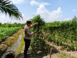 POLISI CINTA PETANI: Aipda Mhd. Rifai Pantau Perawatan Timun & Kacang Panjang Milik Warga Bangko Kanan