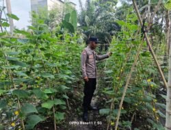 Polisi Cinta Petani: Bhabinkamtibmas Kepenghuluan Bangko Mukti Dampingi Warga Perawatan Timun