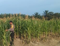 Polisi Cinta Petani: Bhabinkamtibmas Bangko Mas Raya Pantau Lahan Jagung Warga