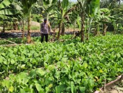 Polisi Cinta Petani: Brigadir Wahyu Sigit Dampingi Budidaya Sayur Genjer, Perkuat Ketahanan Pangan Pematang Damar
