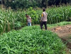 Dukung Asta Cita Presiden : Bhabinkamtibmas Polsek Bangko Pusako Kroscek Perawatan Jagung Pipil Bangko Balam 
