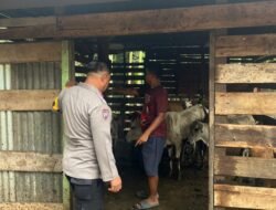 Perkuat Ketahanan Pangan Bergizi Pematang Ibul,AIPTU J. Sembiring Catat Potensi Ternak Lembu Milik Warga 