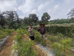 Polisi Cinta Petani : Bhabinkamtibmas Bangko Pusako Pantau Kebun Cabai Rawit Milik Warga
